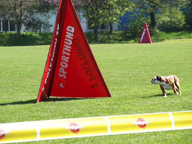www.atibox.net * www.euroboxer.eu * www.boxergenealogia.eu